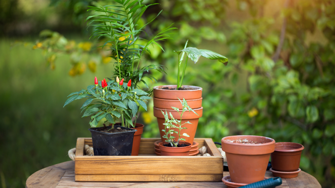 girl-transplants-flowers-garden-flower-pots-plants-transplanting